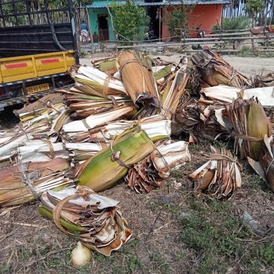 Areca Leaves (seasonal)