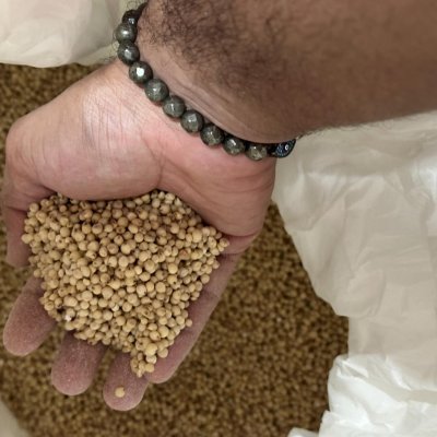 Jowar (best quality)
