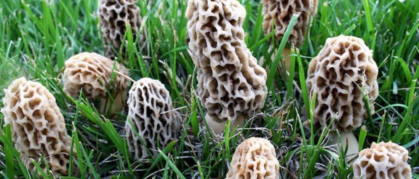 Himalayan morels