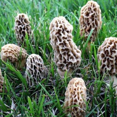 Himalayan morels
