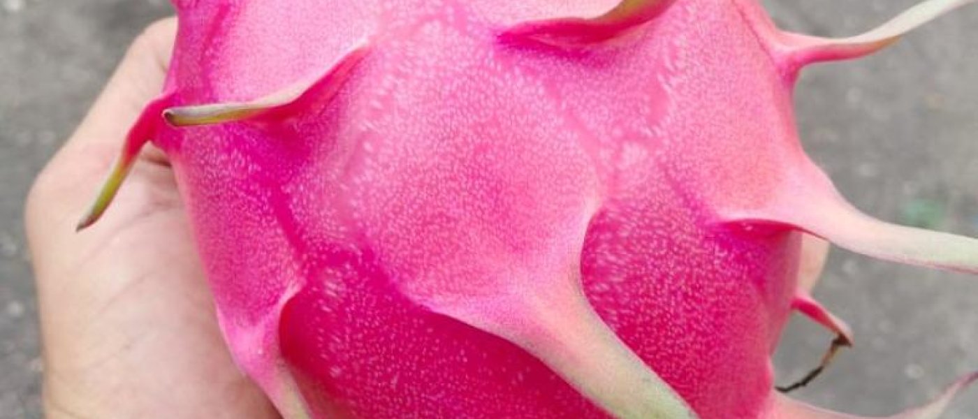 DRAGON FRUITS