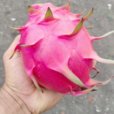 DRAGON FRUITS