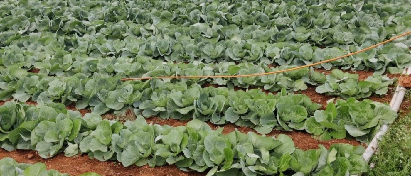 Tomato and cabbage