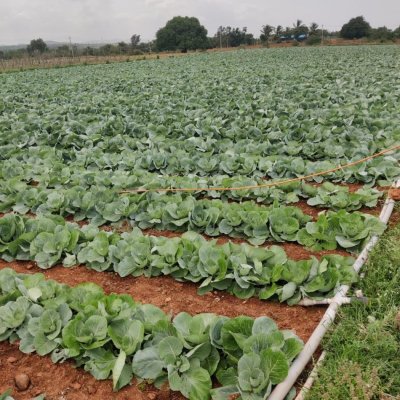 Tomato and cabbage
