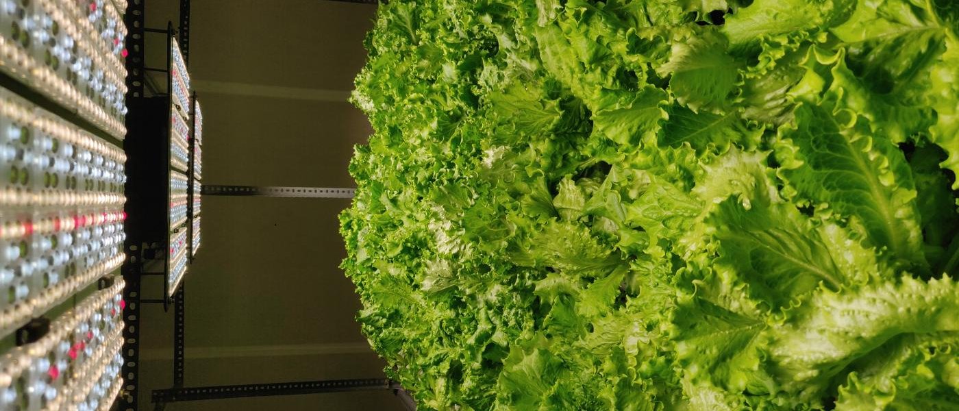 Iceberg lettuce