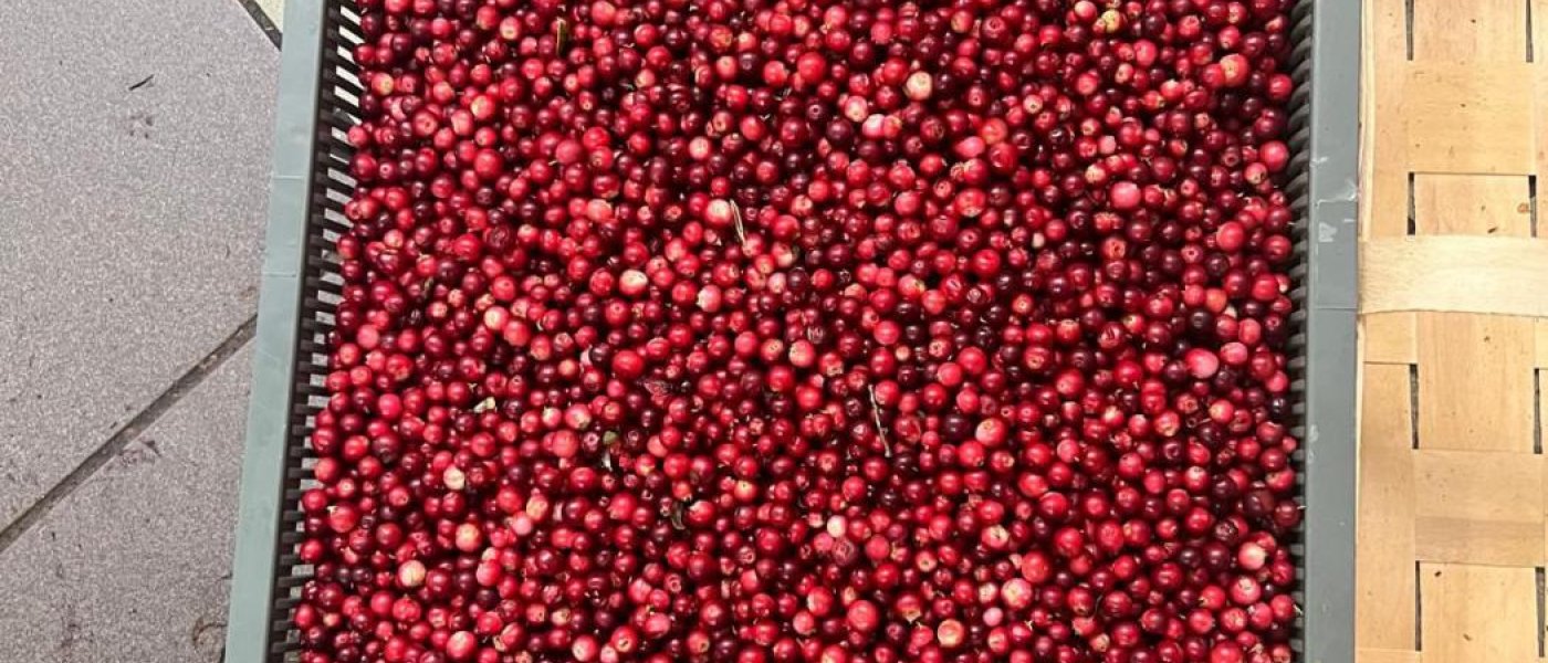 Cranberries 50-100 tons