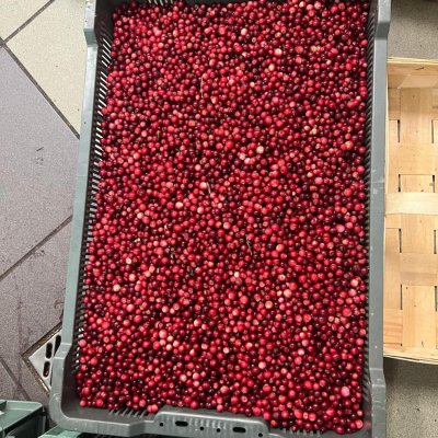Cranberries 50-100 tons