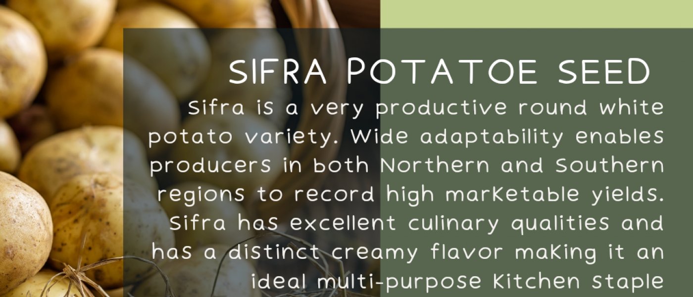 Sifra Potato Tubers