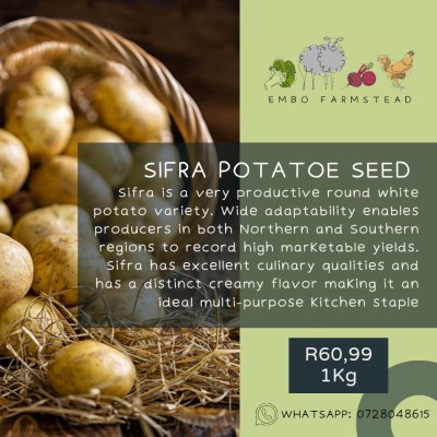 Sifra Potato Tubers