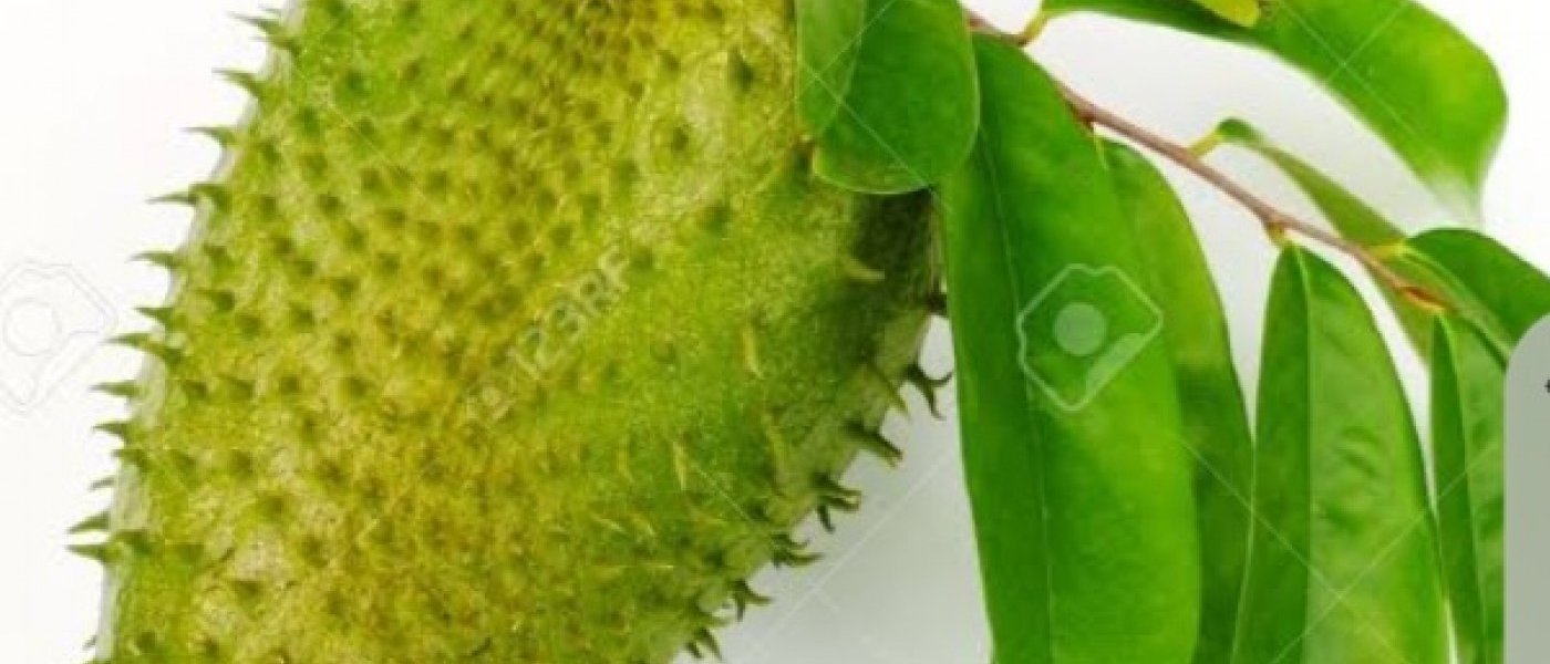 Soursop leaves and fruits