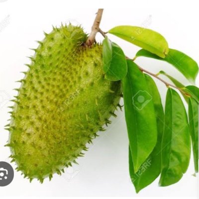 Soursop leaves and fruits