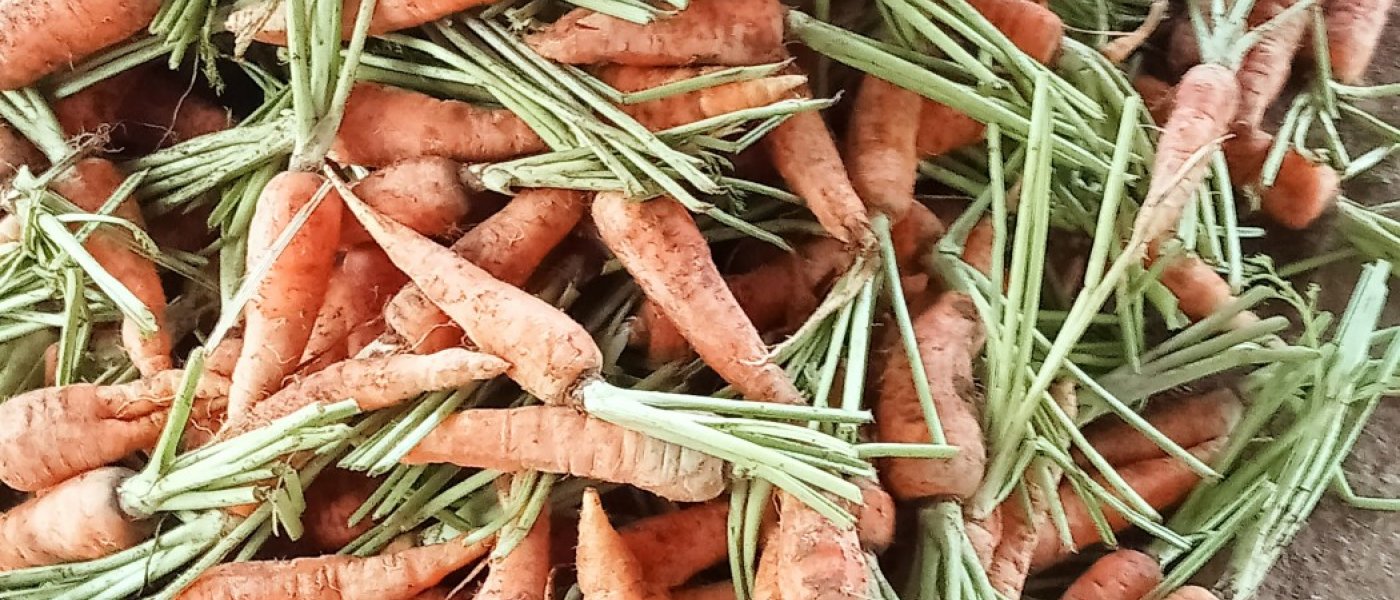 Carrots ( 2 tons per week)