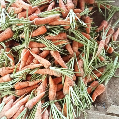 Carrots ( 2 tons per week)