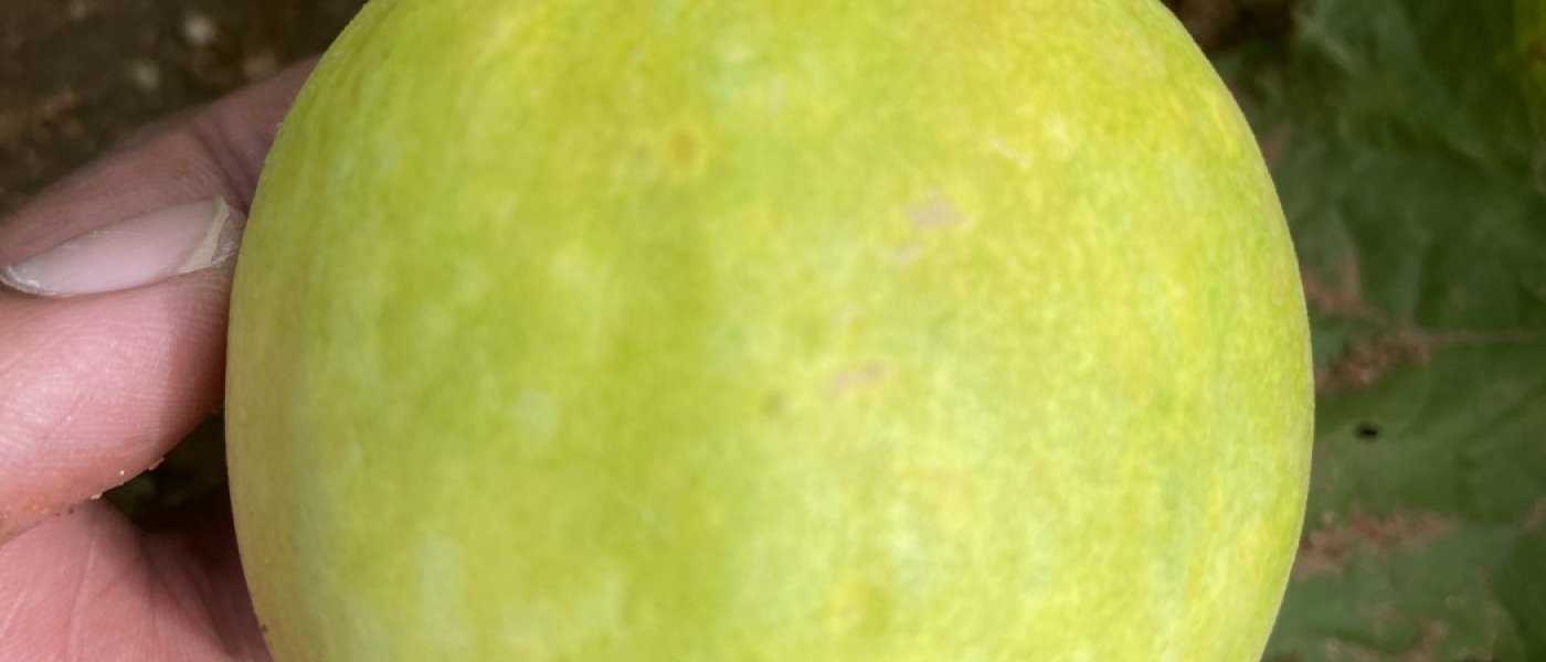 Sambar Cucumber