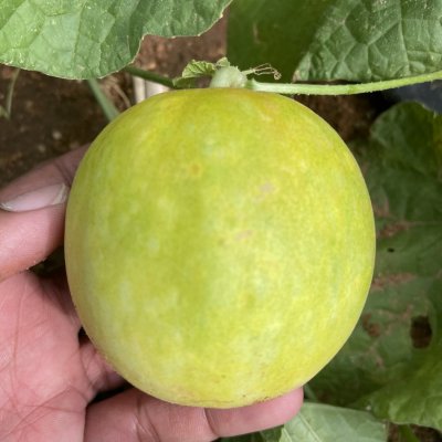 Sambar Cucumber