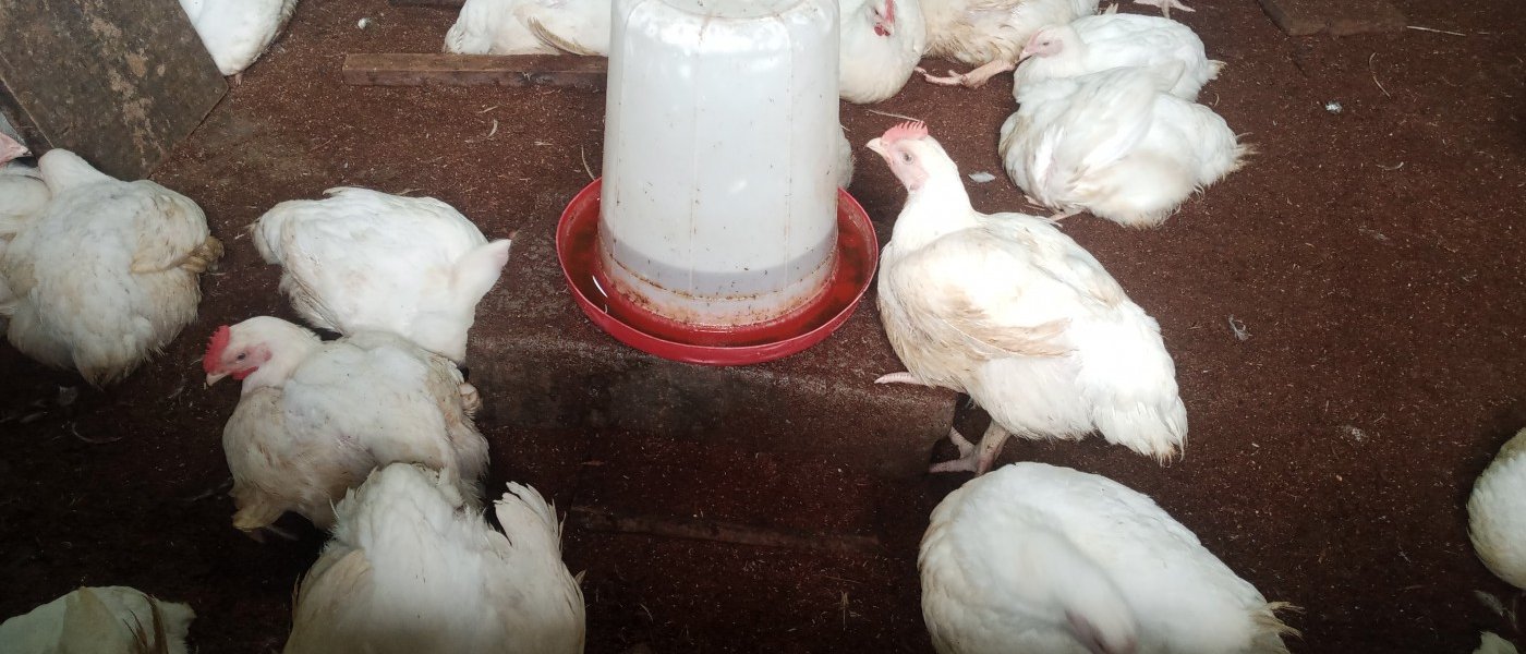 Chicken broilers