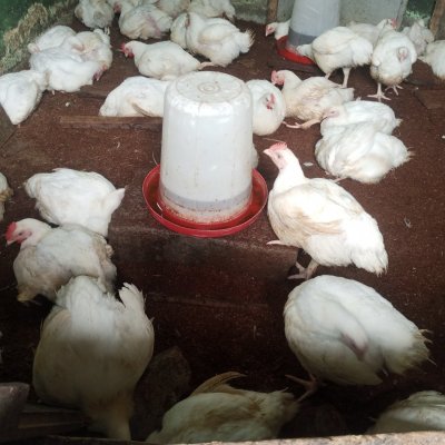 Chicken broilers
