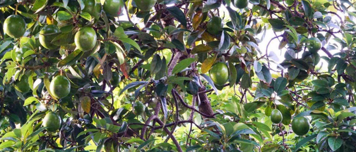 Avocado