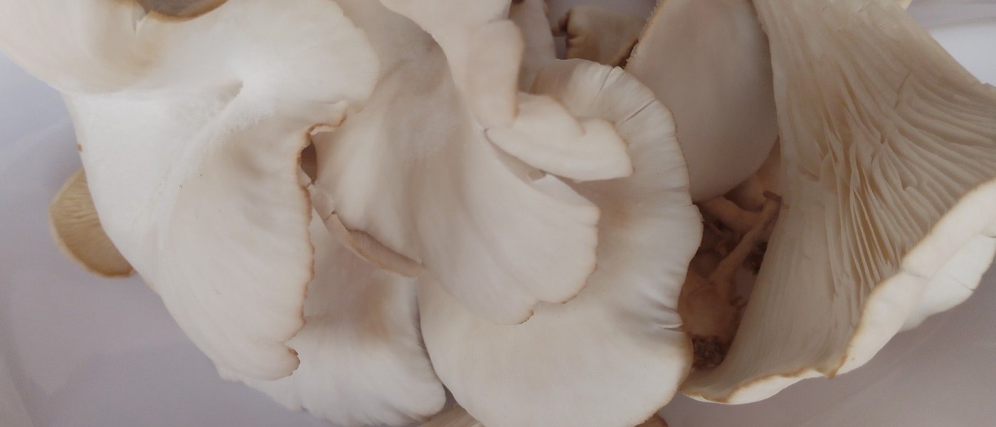 Mushrooms(all year round)