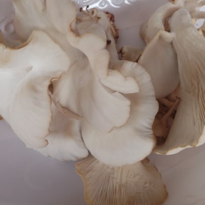 Mushrooms(all year round)