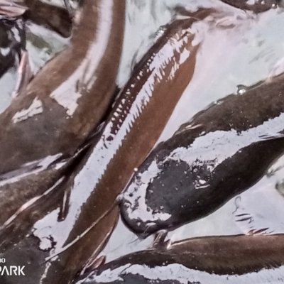 Life organic breed Table size catfish