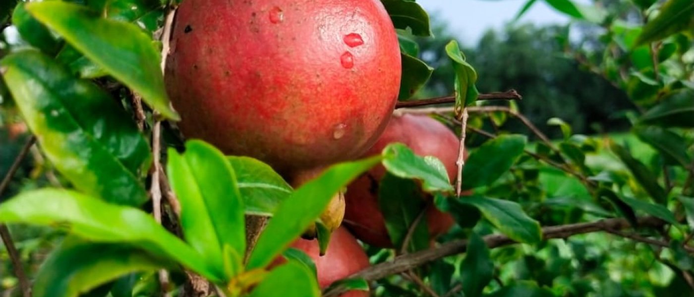 Pomegranate