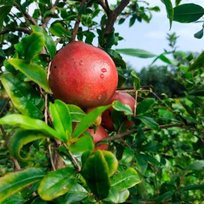 Pomegranate