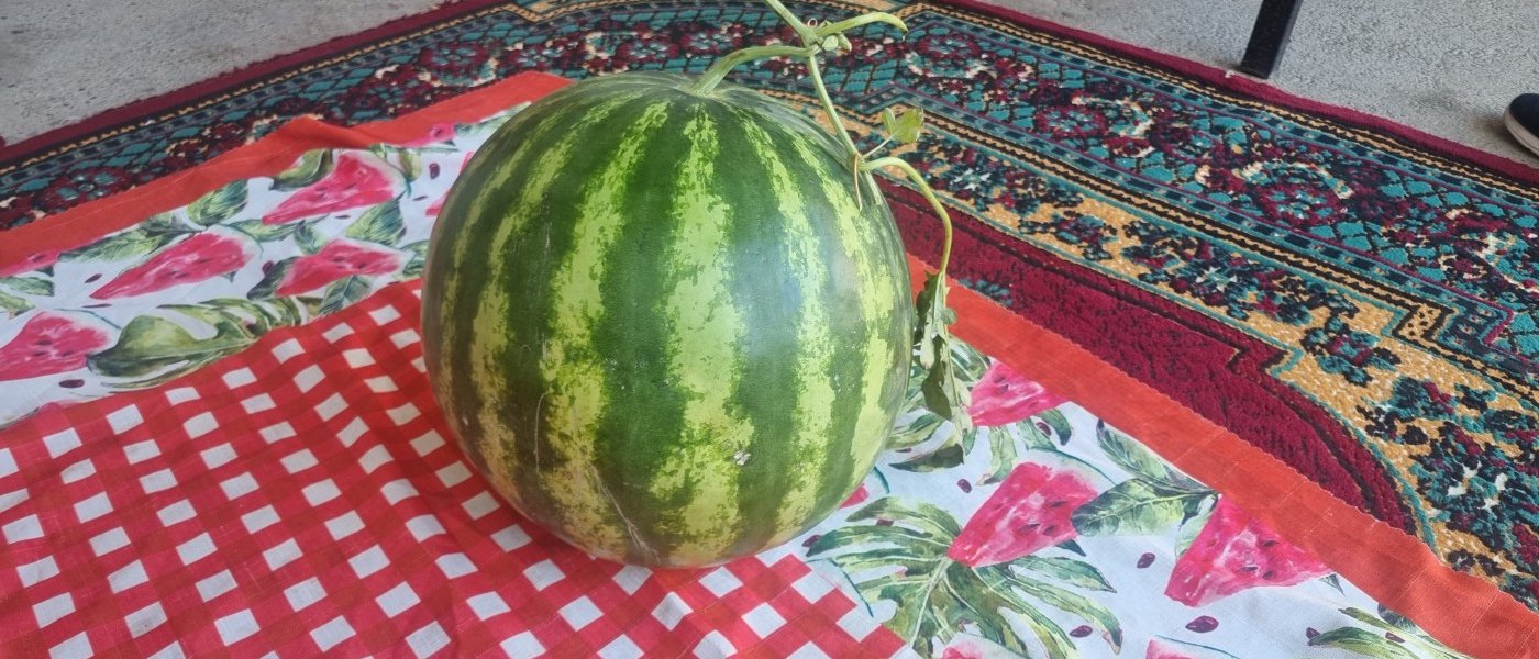 Watermelon