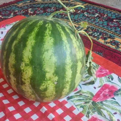 Watermelon