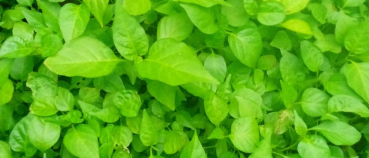 Scotch bonnet pepper, okoro