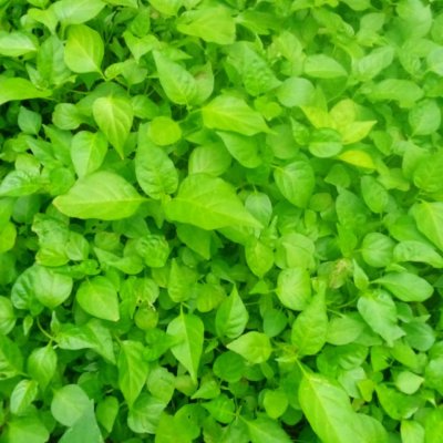 Scotch bonnet pepper, okoro