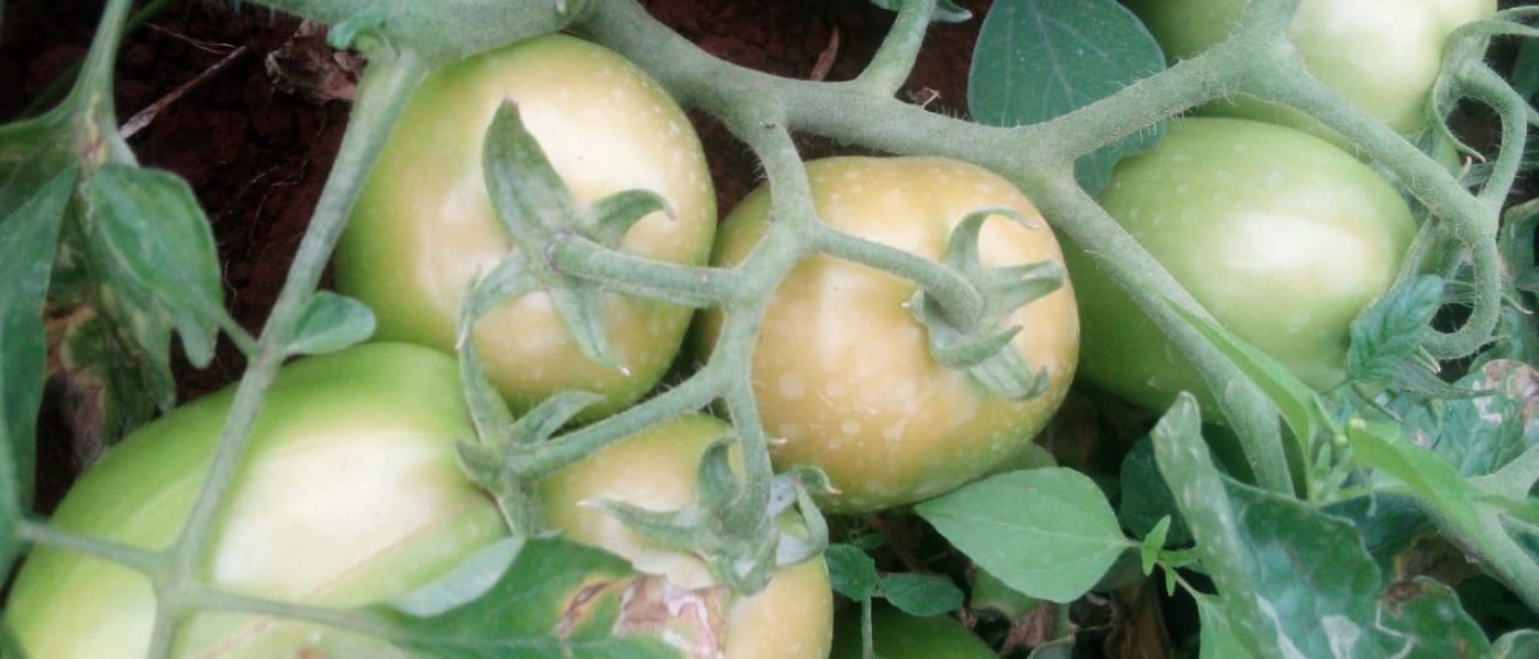 Tomatoes(Seasonal)