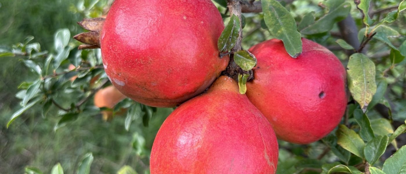 Pomogranate