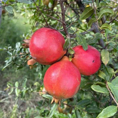 Pomogranate