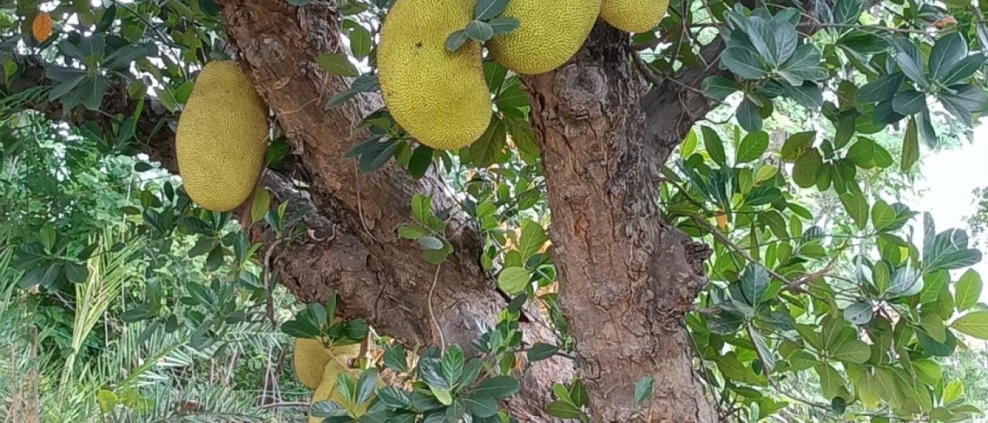 Jackfruit