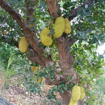 Jackfruit