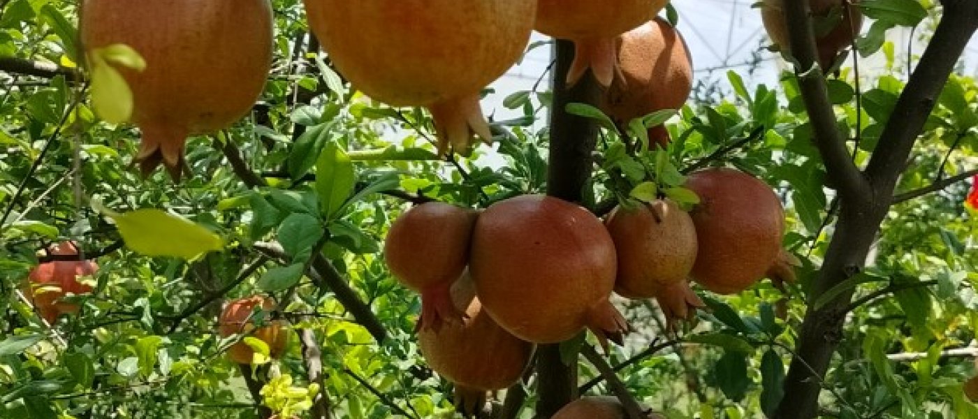 Pomegranate