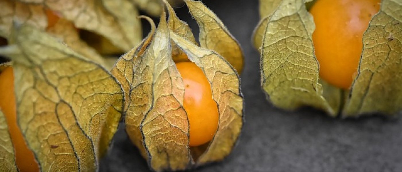 Cape Gooseberries