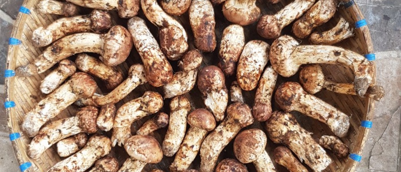 Avocados and Tricholoma Matsutake