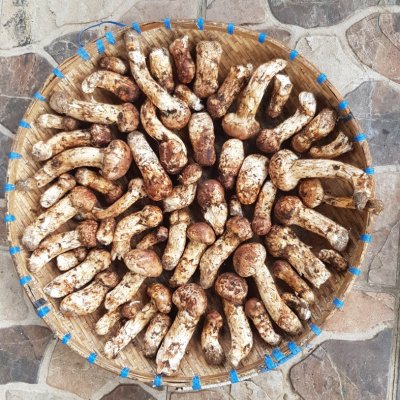 Avocados and Tricholoma Matsutake