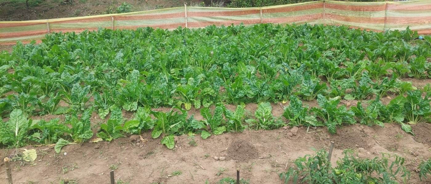 Spinach, tomatoes and cabbage