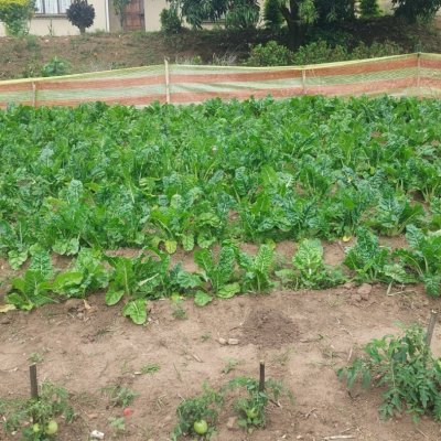 Spinach, tomatoes and cabbage