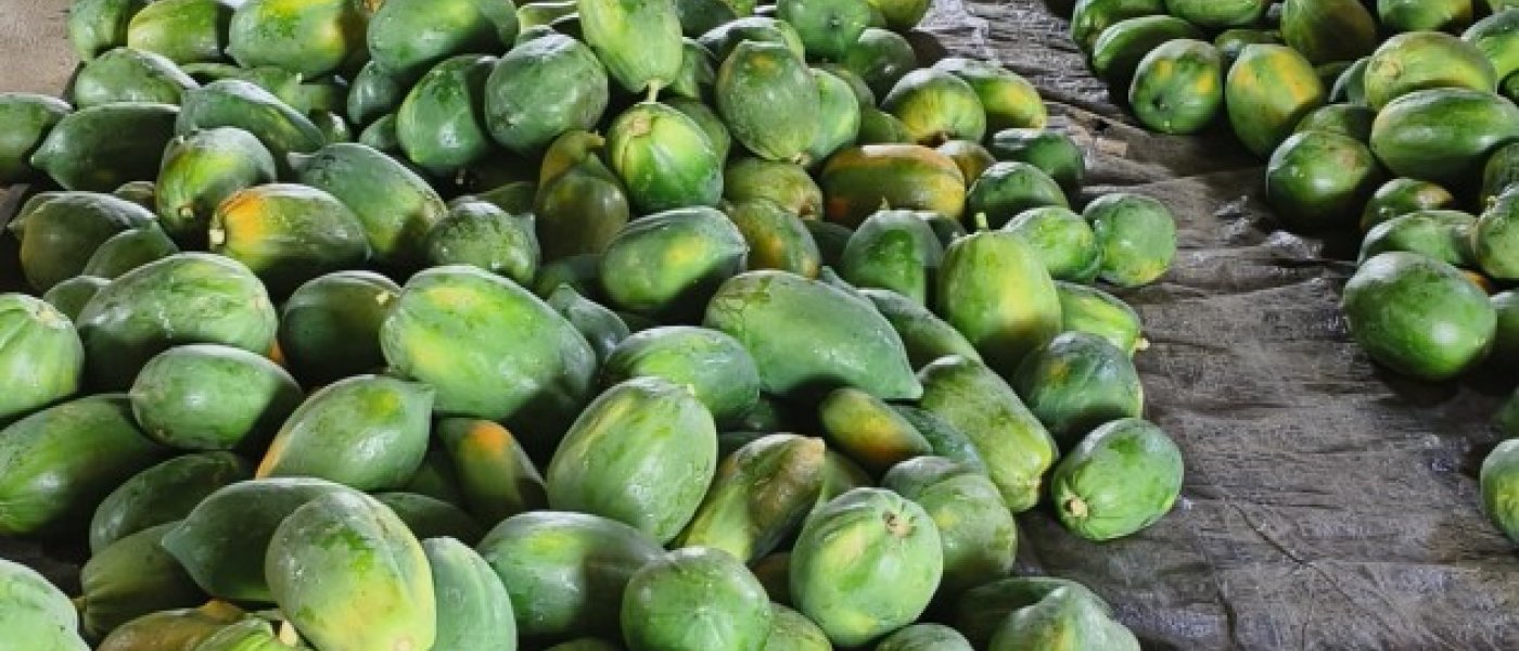 Papaya