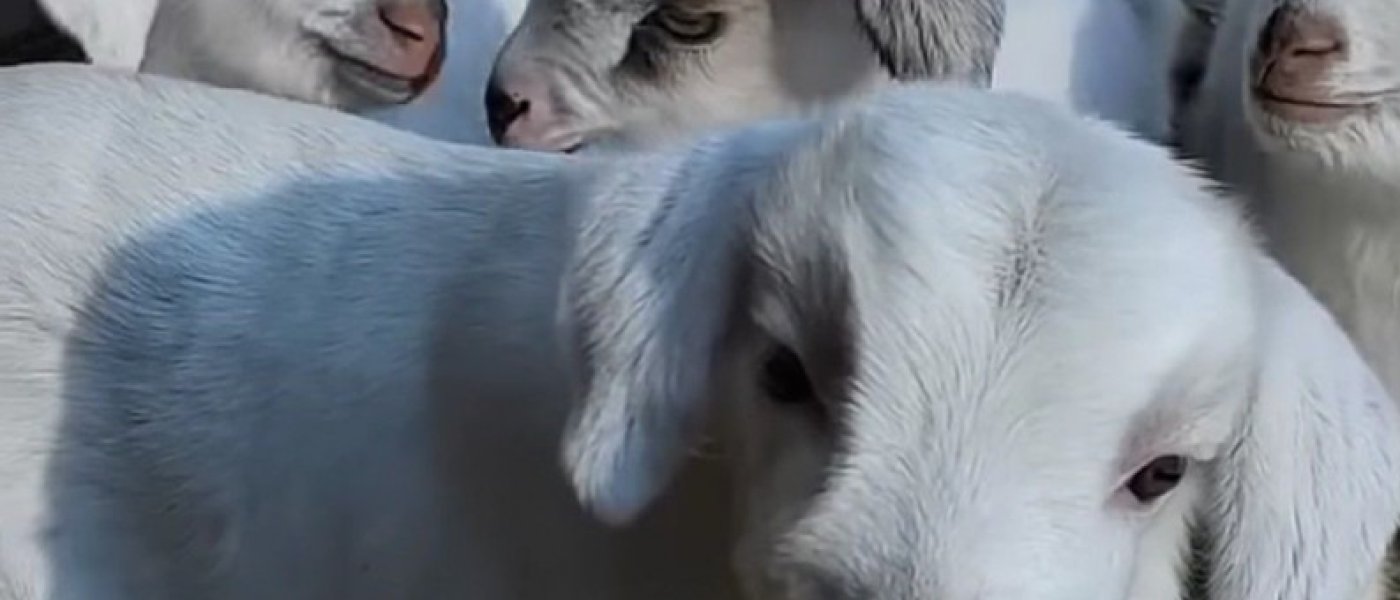 Pygamy goats