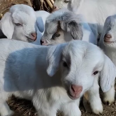 Pygamy goats