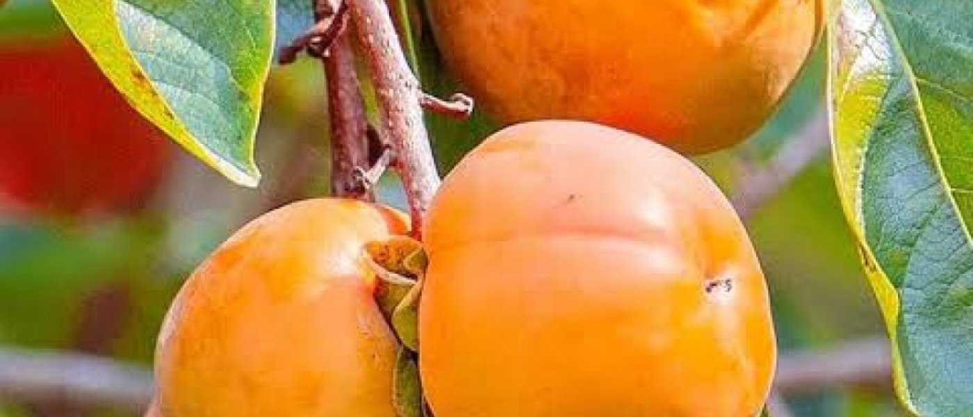 persimmon