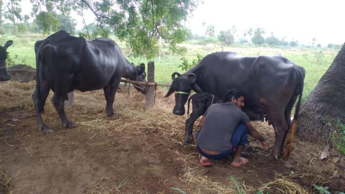 Sri Ganapathi dairy farm