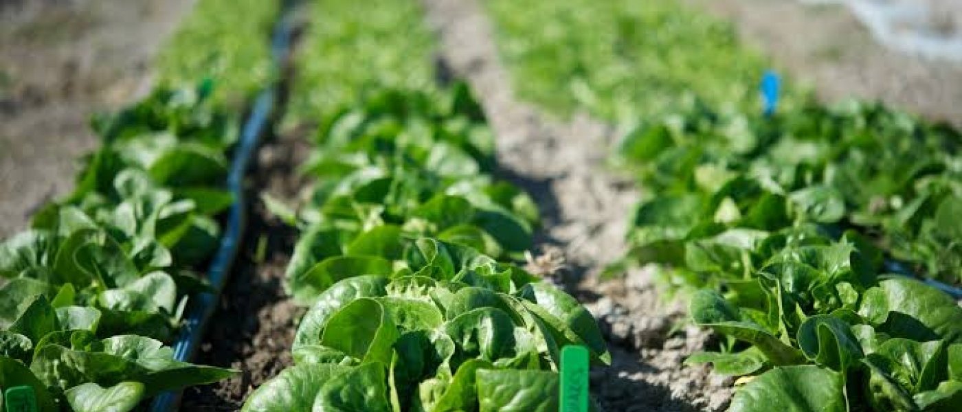 SPINACH