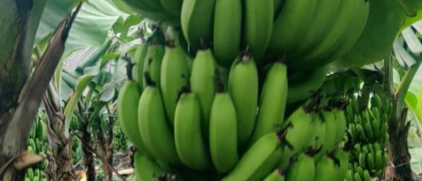 Green banana