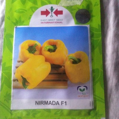Yellow capsicum